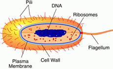 prokaryotes